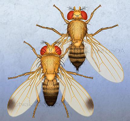 Spotted-wing Drosophila – male and female.