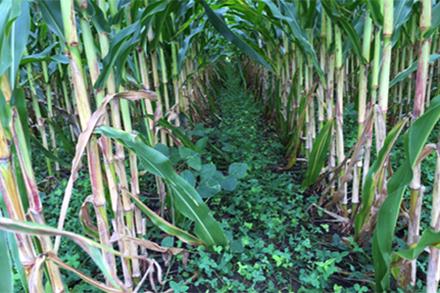 Kura clover planted between rows of corn