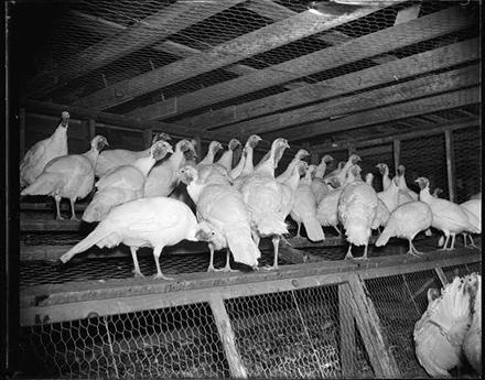 Black and white photo of turkeys at the Beltsville facility.