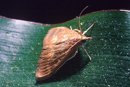 European corn borer moth on a leaf.