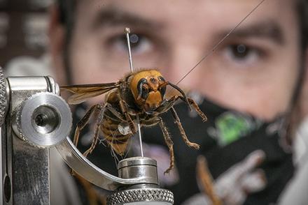 ARS scientist inspecting an Asian giant hornet