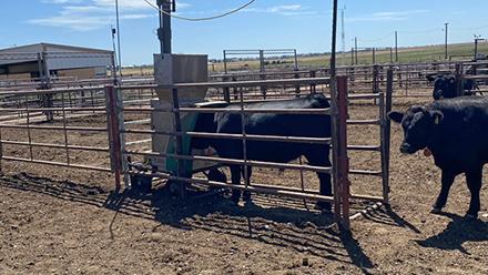 Two cows in a feedlot