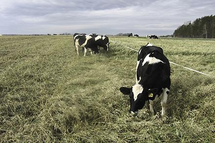 Dairy cows in a field.