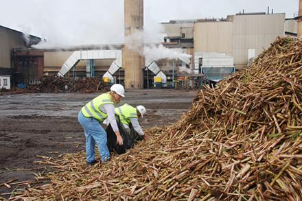 Researchers sorting through a pile of sugarcane