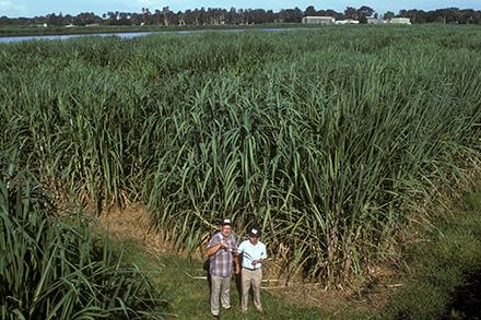 Two scientists in a sugarcane field.