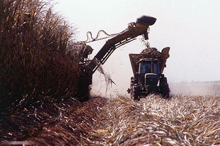 Sugarcane being harvested