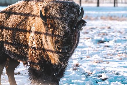 A bison standing in snow.