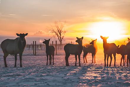 Six elk standing in the snow at sunset.