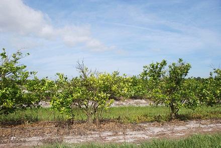 Trees infected with citrus greening.