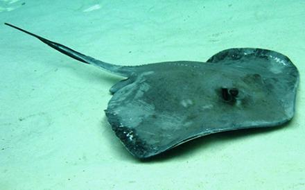 A southern stingray