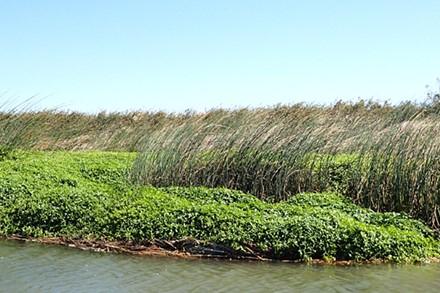 Alligator weed clogs a creek.