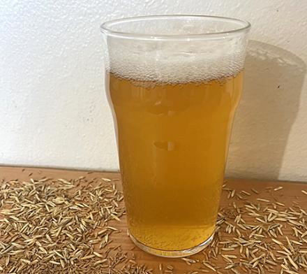 A glass of kernza beer with kernza grains spread around it.