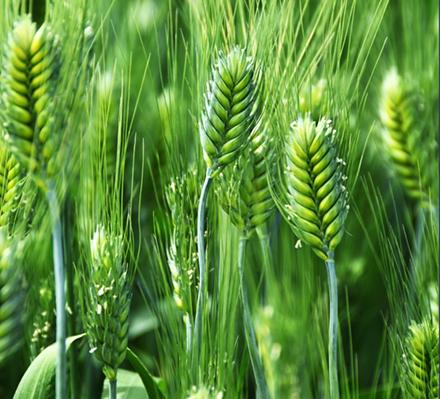 Sunlight falls on green wheat plants growing outdoors