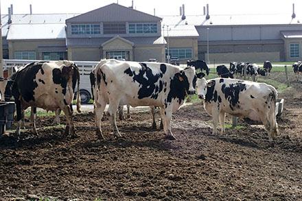 Eradicating Bovine Tuberculosis From Cattle Tellus   Bovinetb 