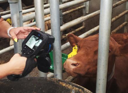 A researcher taking a cow's temperature