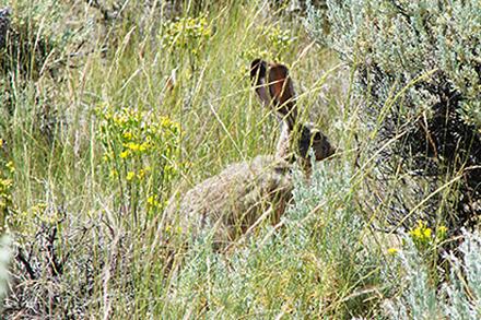 A jackrabbit in the Great Basin