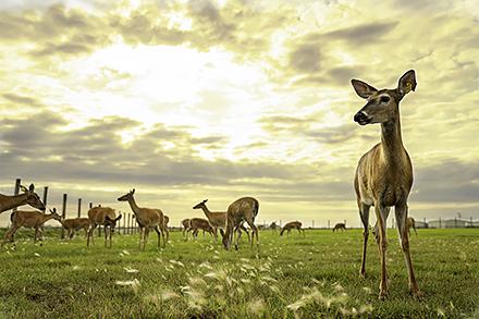 White-tailed deer at the National Centers for Animal Health