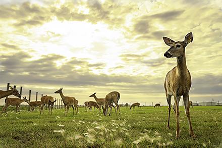 White-tailed deer at the National Centers for Animal Health 