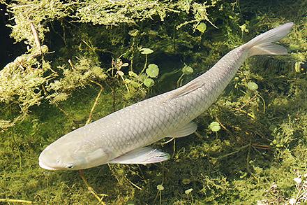 A grass carp 