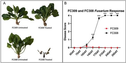 A la izquierda, aparecen imágenes de cuatro plantas en diferentes estados de salud que reflejan varios tratamientos; a la derecha, un gráfico representa el puntaje de la enfermedad en el eje y y el tiempo en el eje x, con la curva moviéndose hacia arriba y hacia la derecha para una planta y permaneciendo cerca de cero para la otra.