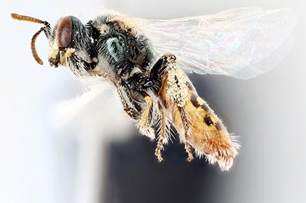 A Mojave poppy bee