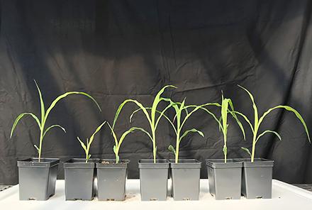 Seven small plastic tubs hold young corn plants of different heights; two are notably shorter than the rest.