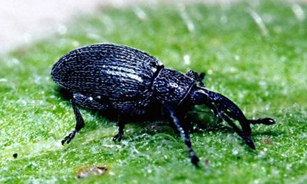 Rosette weevil.
