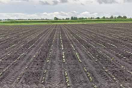 A field stretches off into the horizon, with very young bean seedlings just beginning to sprout in rows.