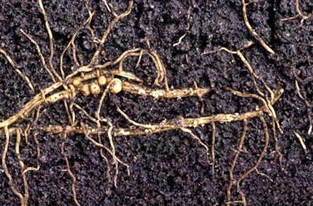 Female soybean cyst nematodes feed in plant roots and form bulbous, egg-filled nodules from which young will hatch the following spring. (Photo by Keith Weller)