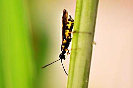 Adult wheat stem sawfly on a stem of wheat 