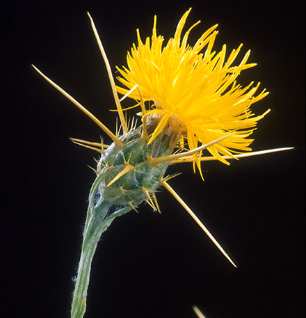 Yellow star thistle.