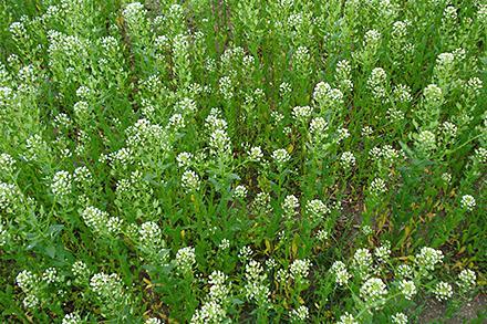 A field of pennycress.
