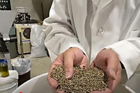 A person is pictured holding two handfuls of hemp seeds. Laboratory equipment is visible in the background; the image is cropped below the neck so the head is not visible.