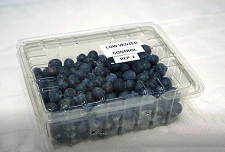 A clear plastic container holds several dozen blueberries. Text on a label on top of the container reads, "low vented control rep. 2". 