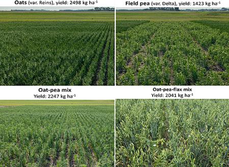 Four images of fields depict different crop mixes and combinations of oats, peas and flax