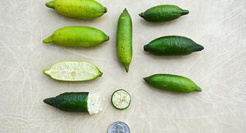 Sliced and whole Minnie Finger limes displayed alongside a quarter.