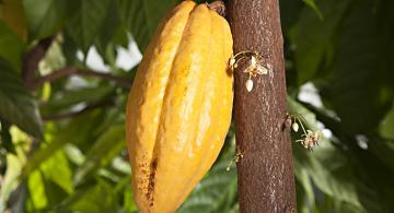 Maturing cacao pod. 