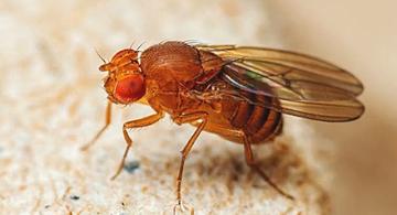 A fruit fly.