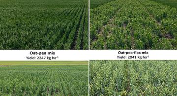 Four images of fields depict different crop mixes and combinations of oats, peas and flax