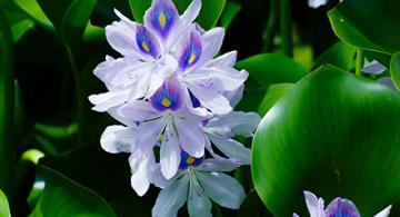 As a highly invasive plant, water hyacinth can be deceptively beautiful. (Getty Images). 