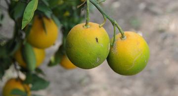 Citrus fruit showing signs of citrus greening. 