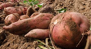 Several sweetpototoes lie on dry soil.