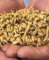 Two hands holding barley, which has been partially malted, with rootlets still attached