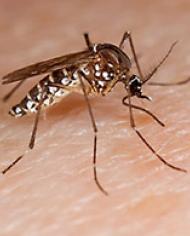 mosquito.jpg image