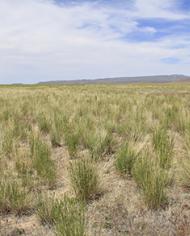 The research site 10 years later, in May 2018, is dominated by a healthy mix of Siberian wheatgrass, bluebunch wheatgrass, and Sherman big bluegrass