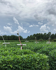 Low-cost cameras connected to computers monitor leaves in soybean field.