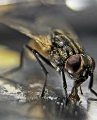 Close-up of a feeding house fly.