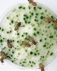 Bees feeding on microalgae