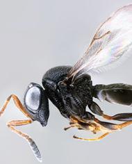 Highly detailed image of the samurai wasp