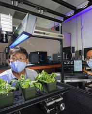 In the lab, Moon Kim and Jianwei Qin position containers of lettuce seedlings on the hyperspectral imaging monitoring system.